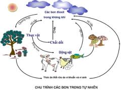 Chu trình của C trong tự nhiên